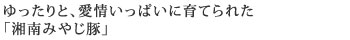 ゆったりと、愛情いっぱいに育てられた「湘南　みやじ豚」